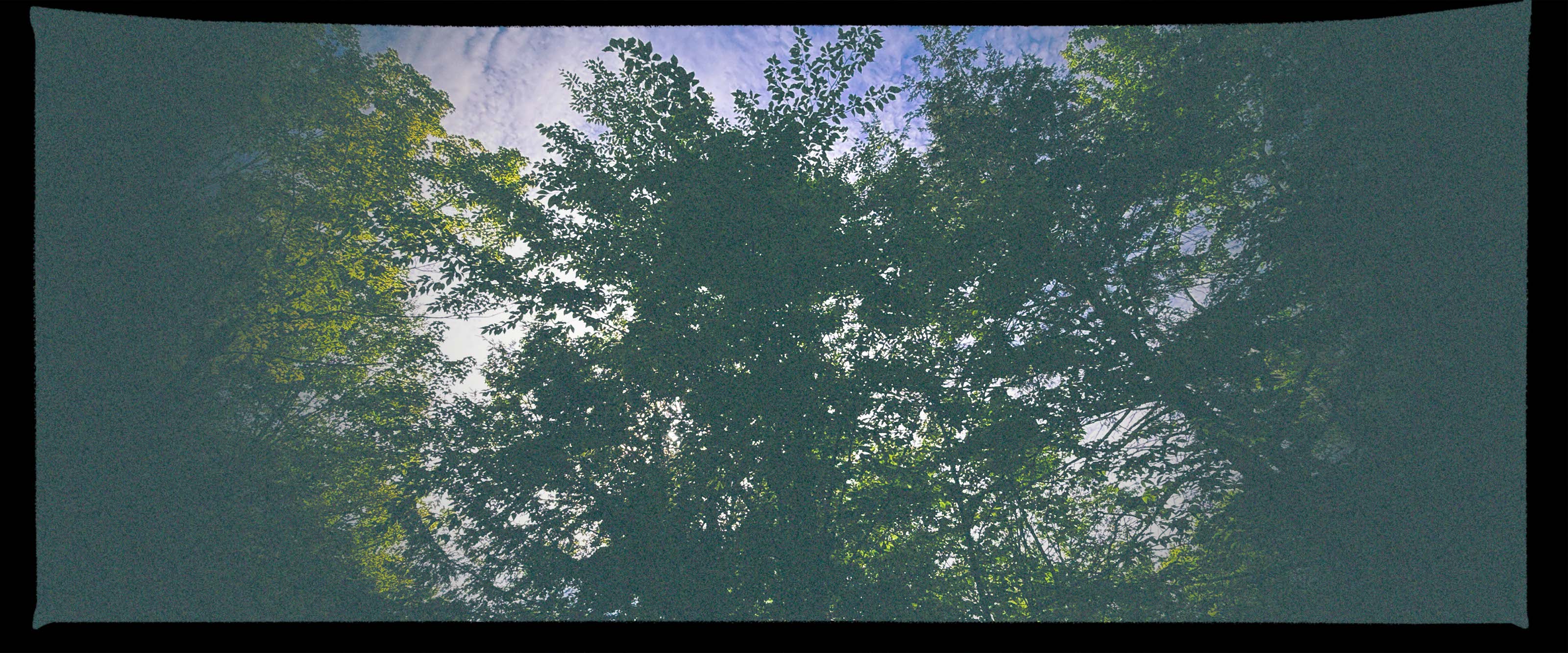 Horizon Sweep panoramic sample of lilacs by water